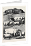 Prize Cattle at the Smithfield Club Cattle Show by Anonymous