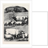 Prize Cattle at the Smithfield Club Cattle Show by Anonymous