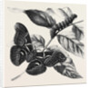 New Silkworm Moth (Saturnia Cynthia) Caterpillar and Cocoon by Anonymous