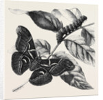 New Silkworm Moth (Saturnia Cynthia) Caterpillar and Cocoon by Anonymous