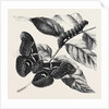New Silkworm Moth (Saturnia Cynthia) Caterpillar and Cocoon by Anonymous