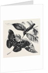 New Silkworm Moth (Saturnia Cynthia) Caterpillar and Cocoon by Anonymous