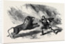 Mr. Crockett the Lion Tamer Performing with His Lions at Astley's Theatre the Lion Conqueror or the Death Jungle by Anonymous
