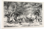 The Avenue at Shoobra, Egypt, Engraving 1879 by Anonymous