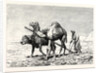 A Fellah Ploughing by Anonymous