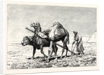 A Fellah Ploughing by Anonymous