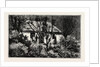 A Cottage in the Bush, Cape Colony, South Africa by Anonymous