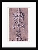 Renaissance Ornament by Anonymous