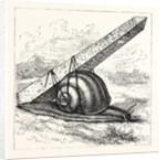 Rapid Transit and the Obelisk. by Anonymous