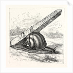 Rapid Transit and the Obelisk. by Anonymous