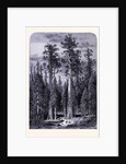 The Giant Trees in the Mariposa Forest by Anonymous