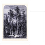 The Giant Trees in the Mariposa Forest by Anonymous