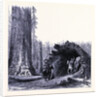 The Fallen Sequoia Tree by Anonymous