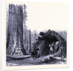 The Fallen Sequoia Tree by Anonymous
