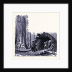The Fallen Sequoia Tree by Anonymous
