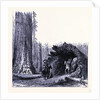 The Fallen Sequoia Tree by Anonymous