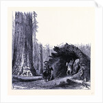 The Fallen Sequoia Tree by Anonymous