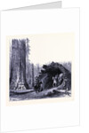 The Fallen Sequoia Tree by Anonymous