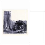 The Fallen Sequoia Tree by Anonymous