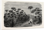 Scene On A Tributary Of The Nile (bulrushes, Ibis), Egypt by Anonymous