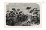 Scene On A Tributary Of The Nile (bulrushes, Ibis), Egypt by Anonymous