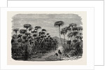 Scene On A Tributary Of The Nile (bulrushes, Ibis), Egypt by Anonymous
