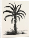 Oil-palm (eloeis Guineensis) by Anonymous