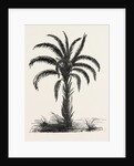 Oil-palm (eloeis Guineensis) by Anonymous
