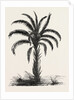 Oil-palm (eloeis Guineensis) by Anonymous