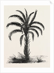 Oil-palm (eloeis Guineensis) by Anonymous