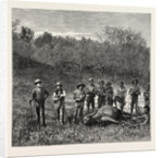 Buffalo Hunters in the Transvaal by Anonymous