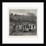 Buffalo Hunters in the Transvaal by Anonymous