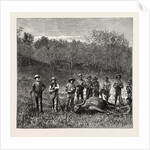 Buffalo Hunters in the Transvaal by Anonymous