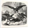 Eagles fighting over a chamois by Anonymous