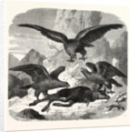 Eagles fighting over a chamois by Anonymous