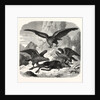 Eagles fighting over a chamois by Anonymous