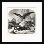 Eagles fighting over a chamois by Anonymous