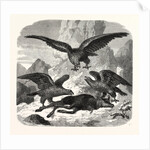 Eagles fighting over a chamois by Anonymous