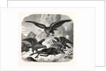 Eagles fighting over a chamois by Anonymous