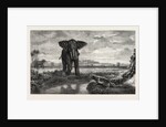 The Tiger and Elephant Painting by M. Decamps by Anonymous
