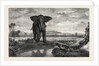 The Tiger and Elephant Painting by M. Decamps by Anonymous