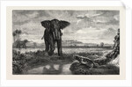 The Tiger and Elephant Painting by M. Decamps by Anonymous