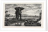 The Tiger and Elephant Painting by M. Decamps by Anonymous