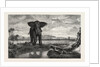 The Tiger and Elephant Painting by M. Decamps by Anonymous