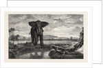 The Tiger and Elephant Painting by M. Decamps by Anonymous
