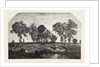 Salon of 1855. The Forest, Engraving 1855 by Anonymous