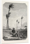 Harvest Dates in Egypt, Engraving 1855 by Anonymous