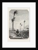 Harvest Dates in Egypt, Engraving 1855 by Anonymous