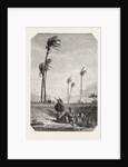 Harvest Dates in Egypt, Engraving 1855 by Anonymous