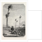Harvest Dates in Egypt, Engraving 1855 by Anonymous